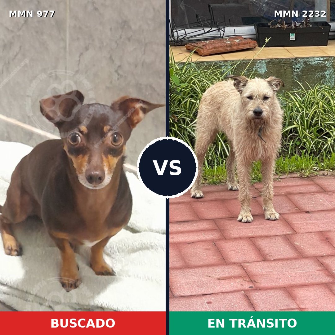 Comparativa MMS 66983: mascota perdida y mascota encontrada, 56% de similitud