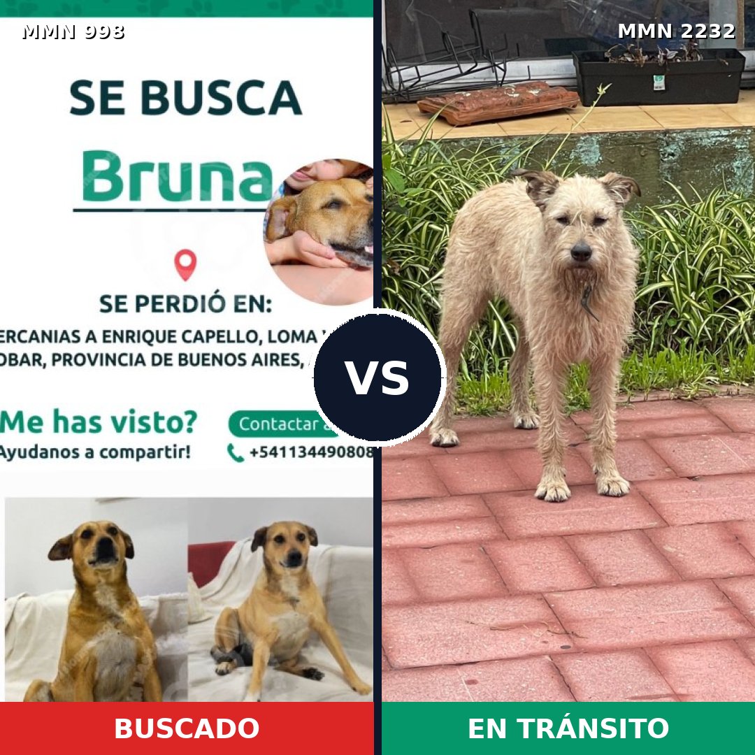 Comparativa MMS 66986: mascota perdida y mascota encontrada, 43% de similitud