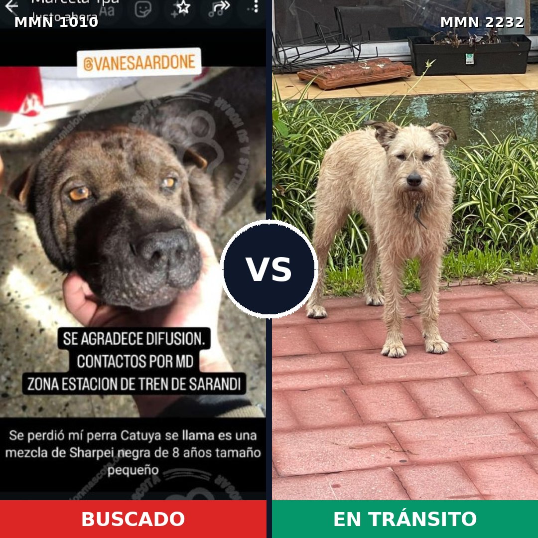Comparativa MMS 66988: mascota perdida y mascota encontrada, 41% de similitud