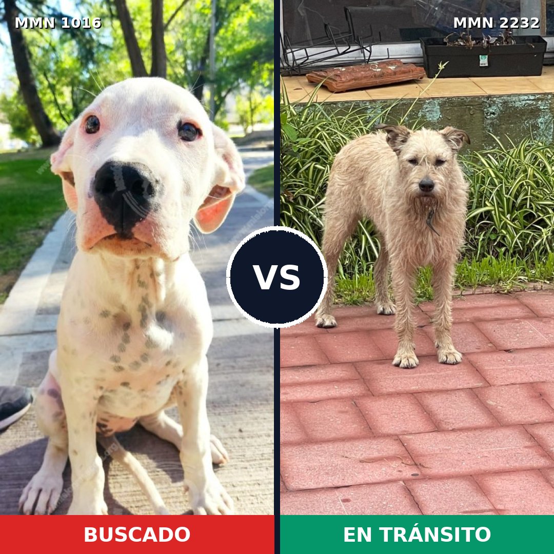 Comparativa MMS 66989: mascota perdida y mascota encontrada, 39% de similitud