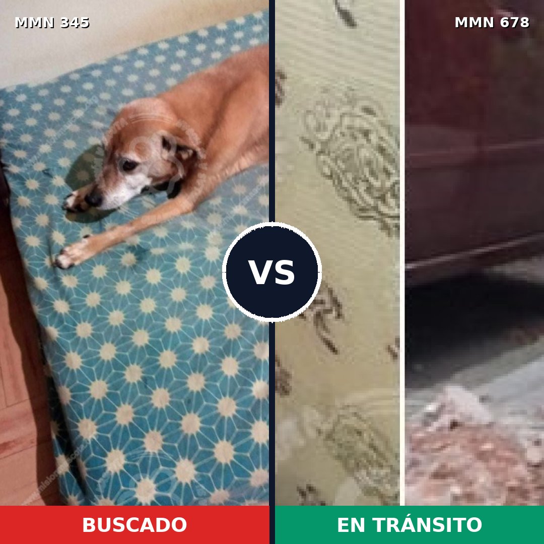 Comparativa MMS 6699: mascota perdida y mascota encontrada, 70% de similitud
