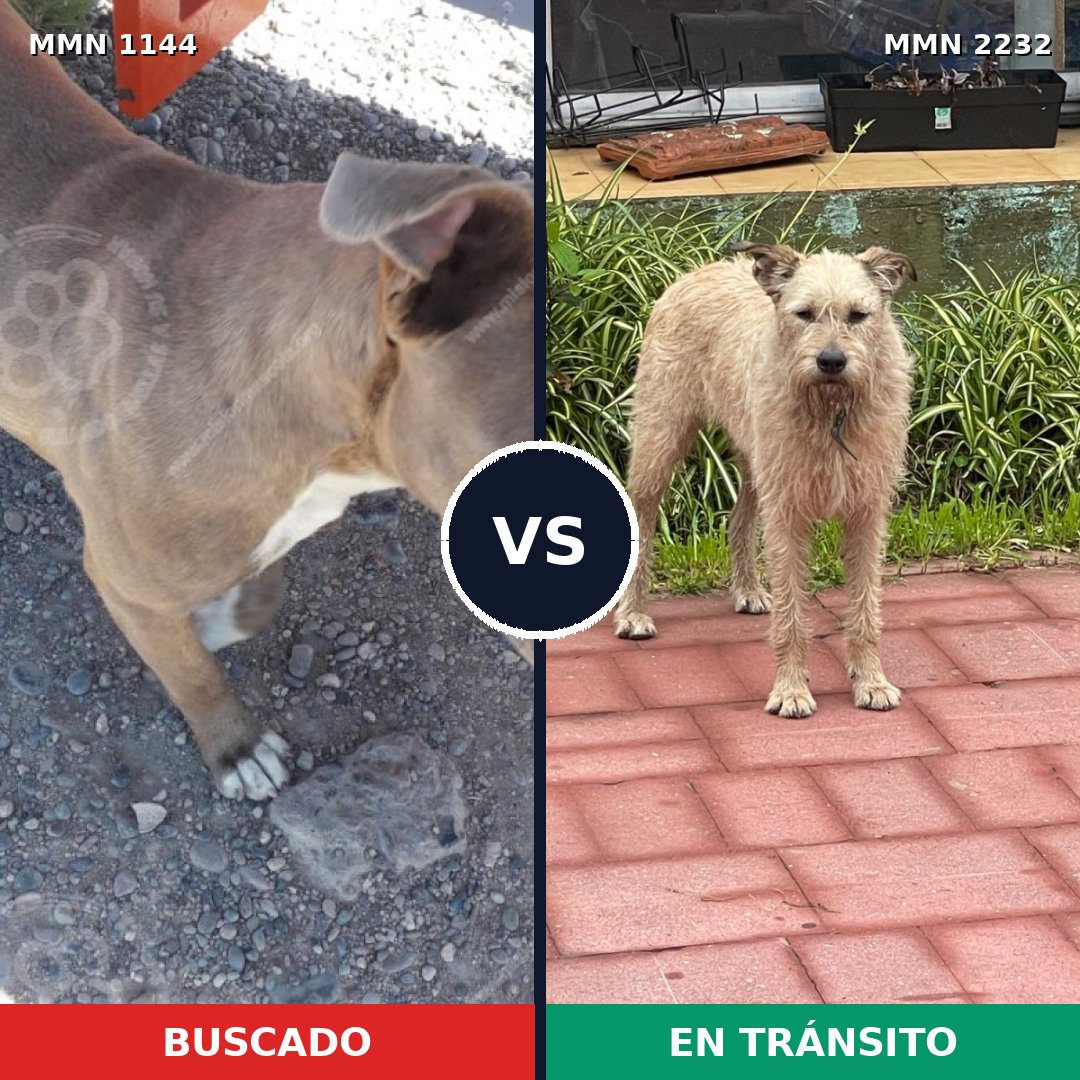 Comparativa MMS 66991: mascota perdida y mascota encontrada, 33% de similitud