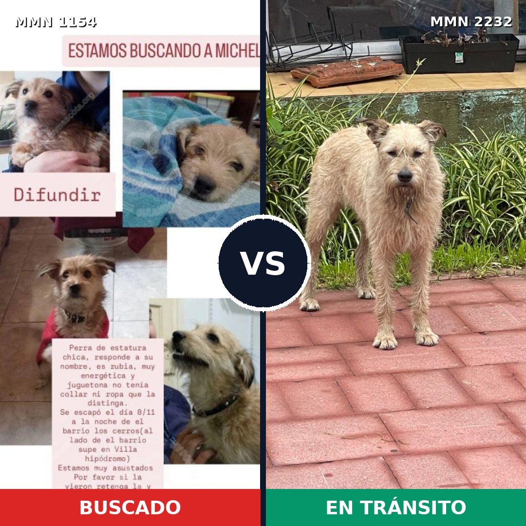 Comparativa MMS 66992: mascota perdida y mascota encontrada, 28% de similitud