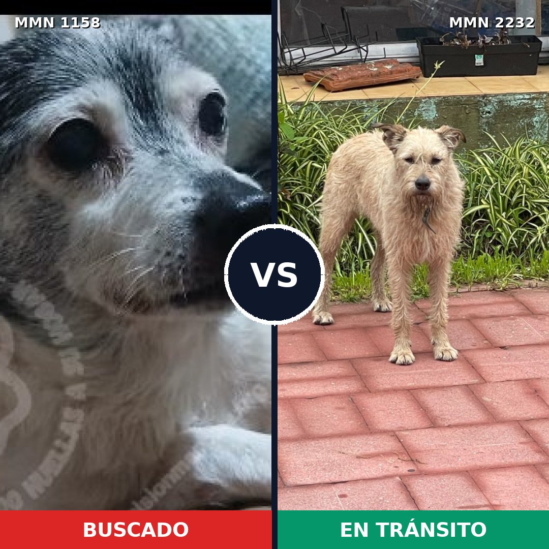 Comparativa MMS 66993: mascota perdida y mascota encontrada, 27% de similitud