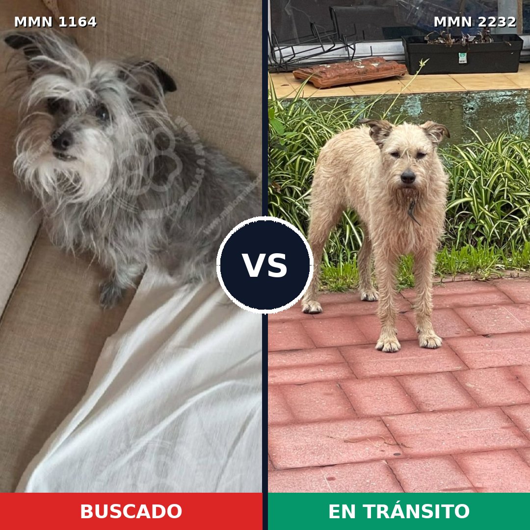 Comparativa MMS 66994: mascota perdida y mascota encontrada, 44% de similitud