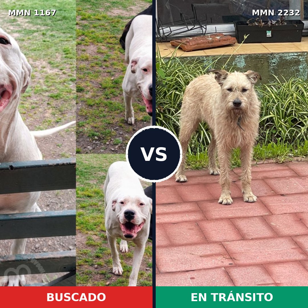 Comparativa MMS 66995: mascota perdida y mascota encontrada, 32% de similitud