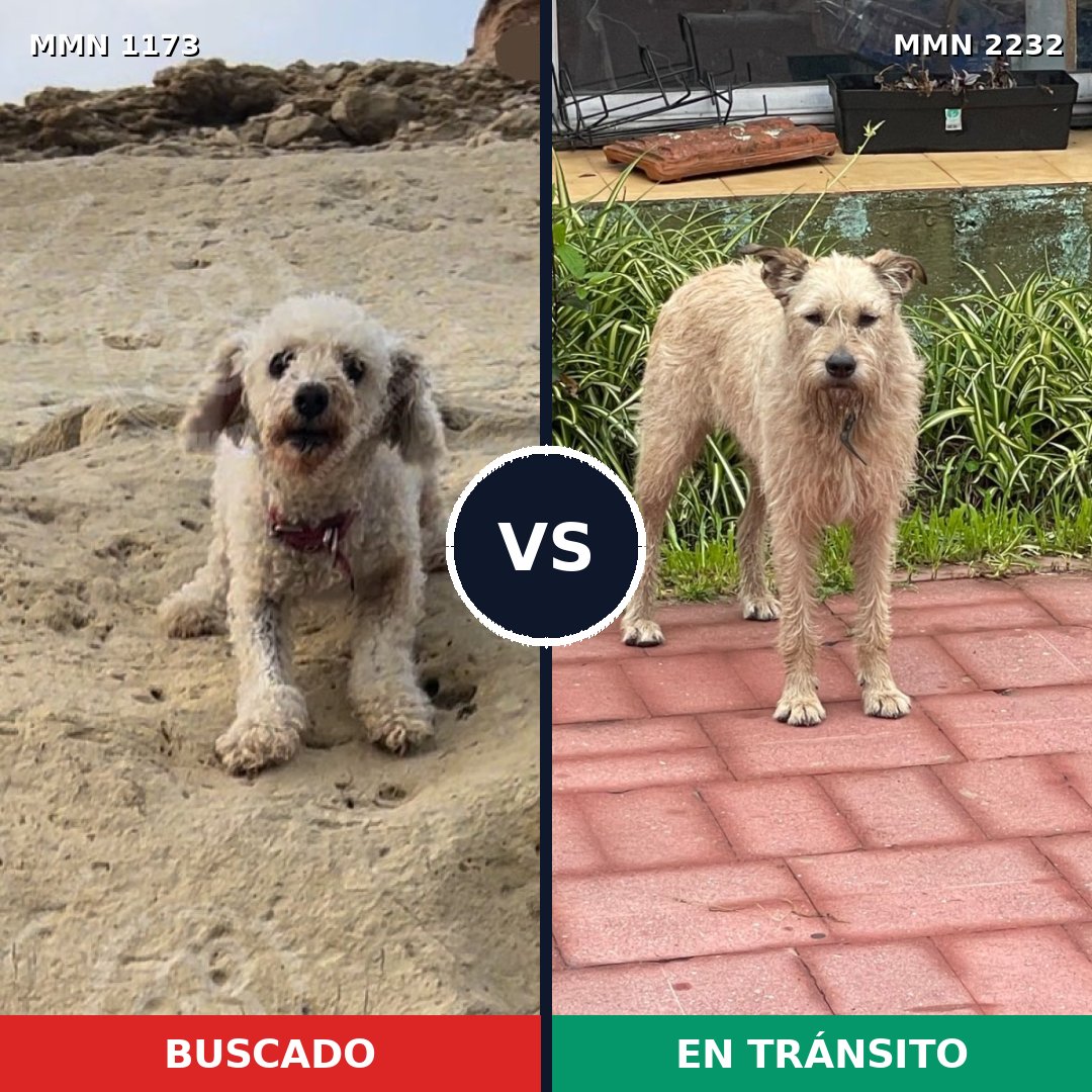 Comparativa MMS 66996: mascota perdida y mascota encontrada, 28% de similitud