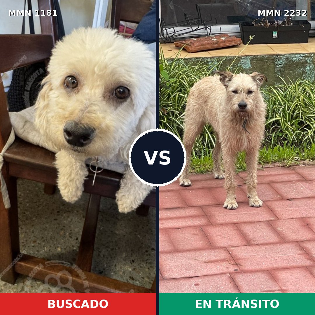 Comparativa MMS 66998: mascota perdida y mascota encontrada, 39% de similitud