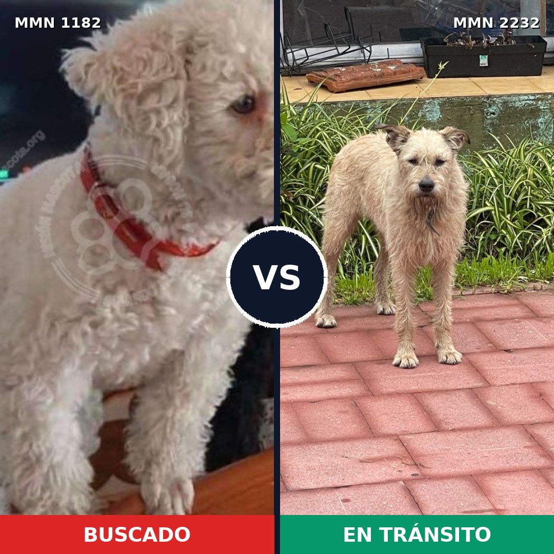 Comparativa MMS 66999: mascota perdida y mascota encontrada, 33% de similitud