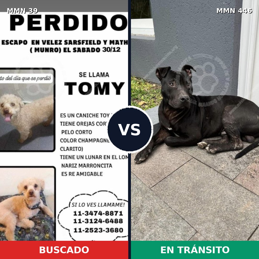Comparativa MMS 67: mascota perdida y mascota encontrada, 29% de similitud