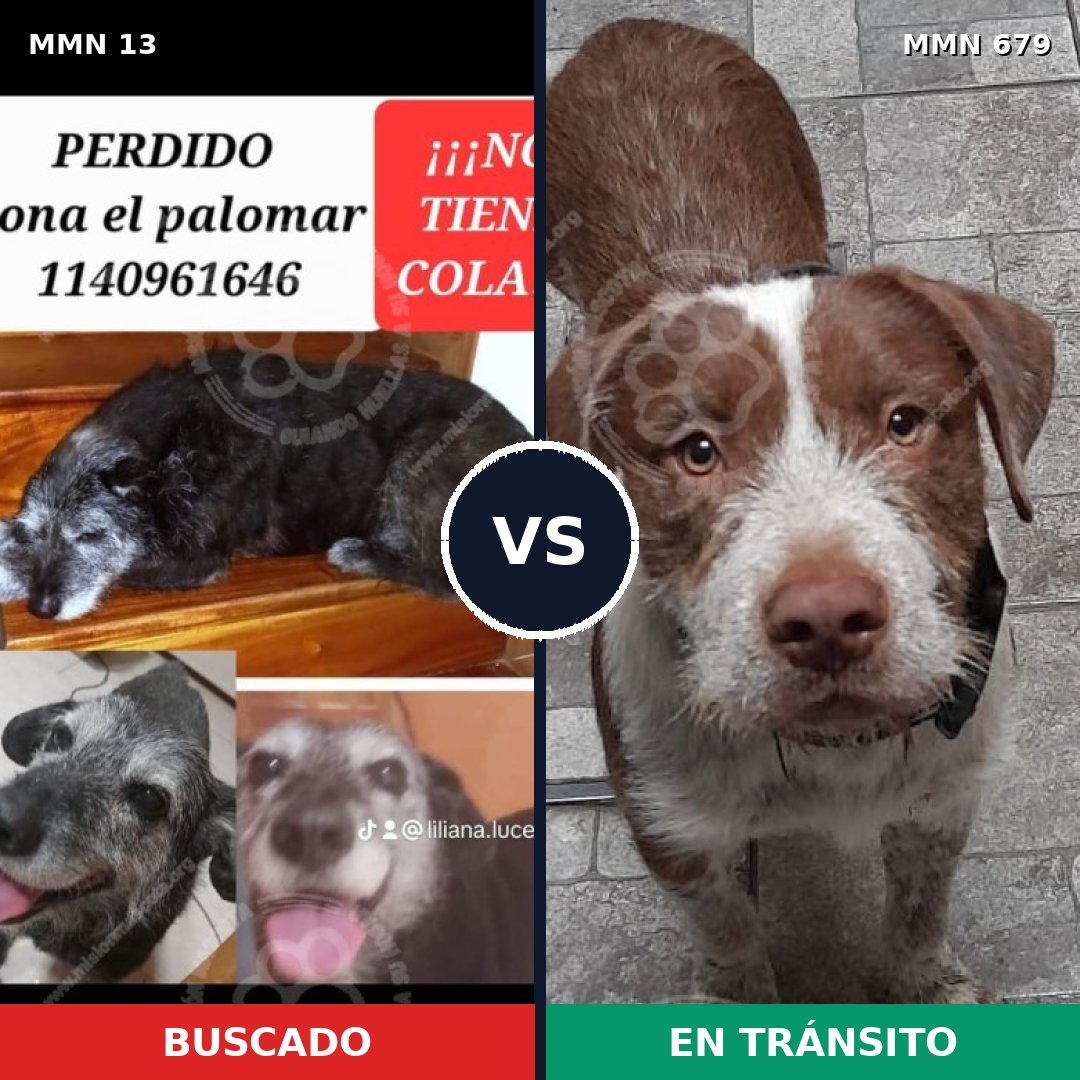 Comparativa MMS 670: mascota perdida y mascota encontrada, 60% de similitud