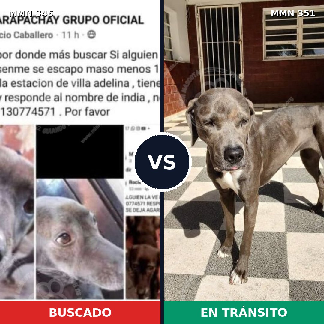 Comparativa MMS 6700: mascota perdida y mascota encontrada, 71% de similitud