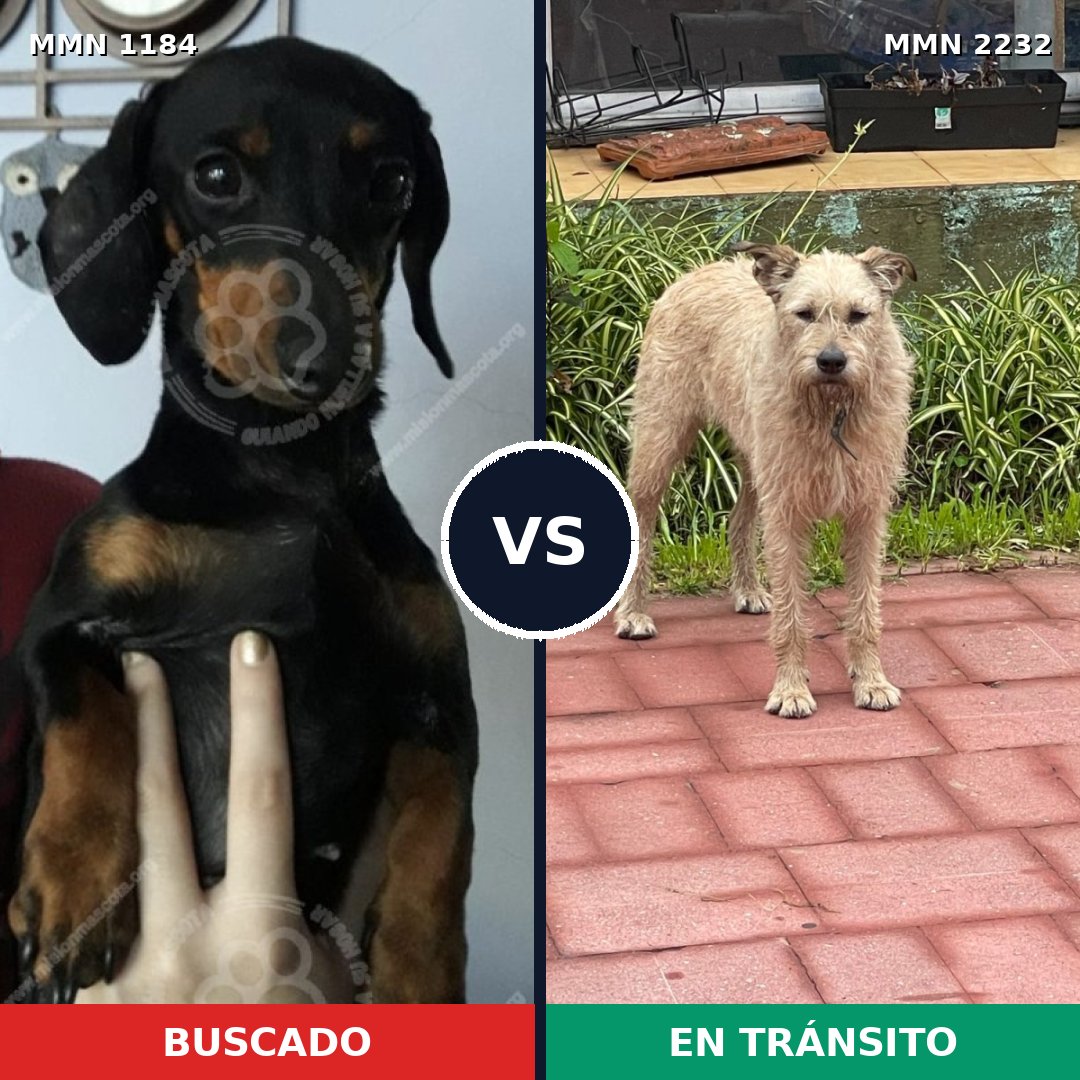 Comparativa MMS 67000: mascota perdida y mascota encontrada, 32% de similitud