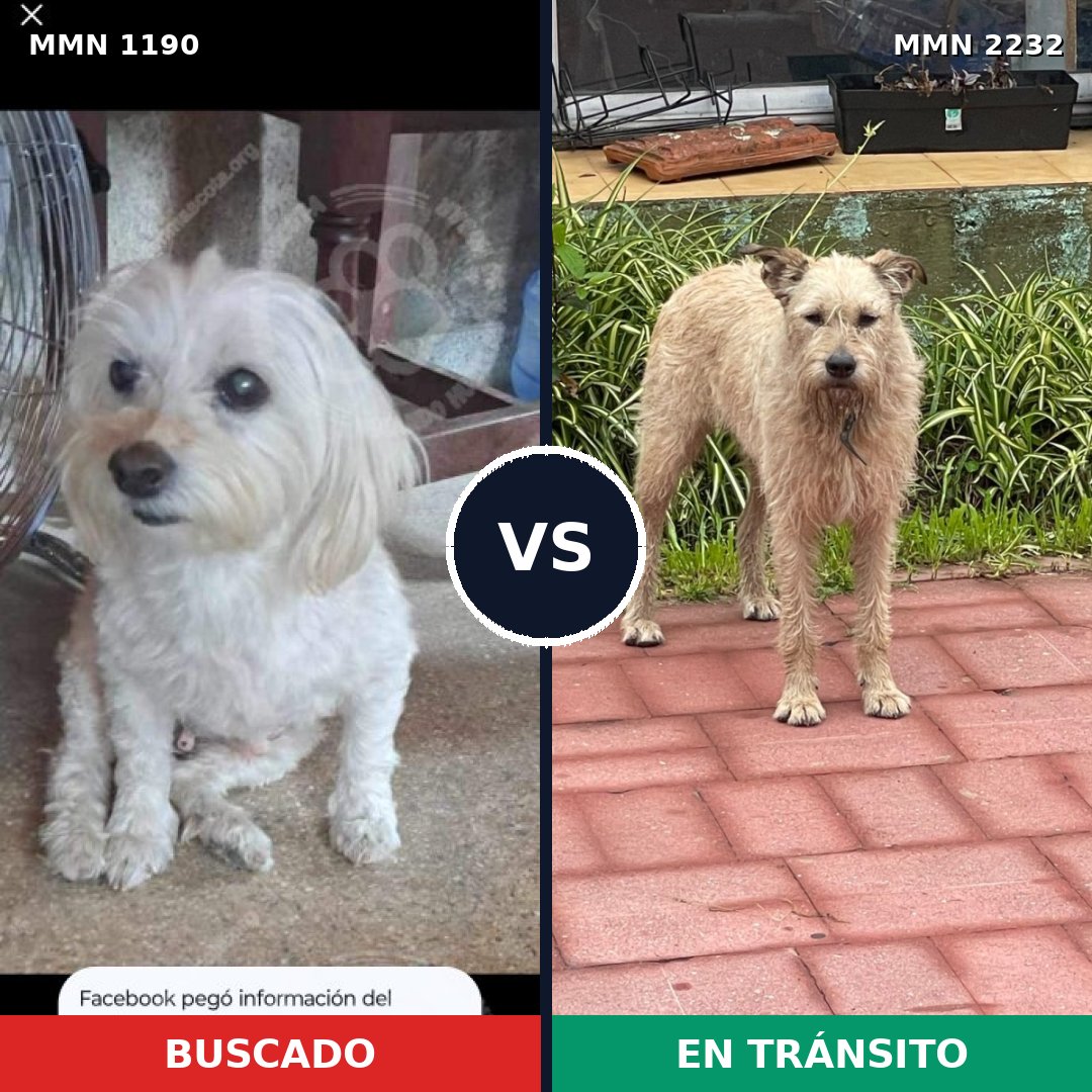 Comparativa MMS 67001: mascota perdida y mascota encontrada, 35% de similitud