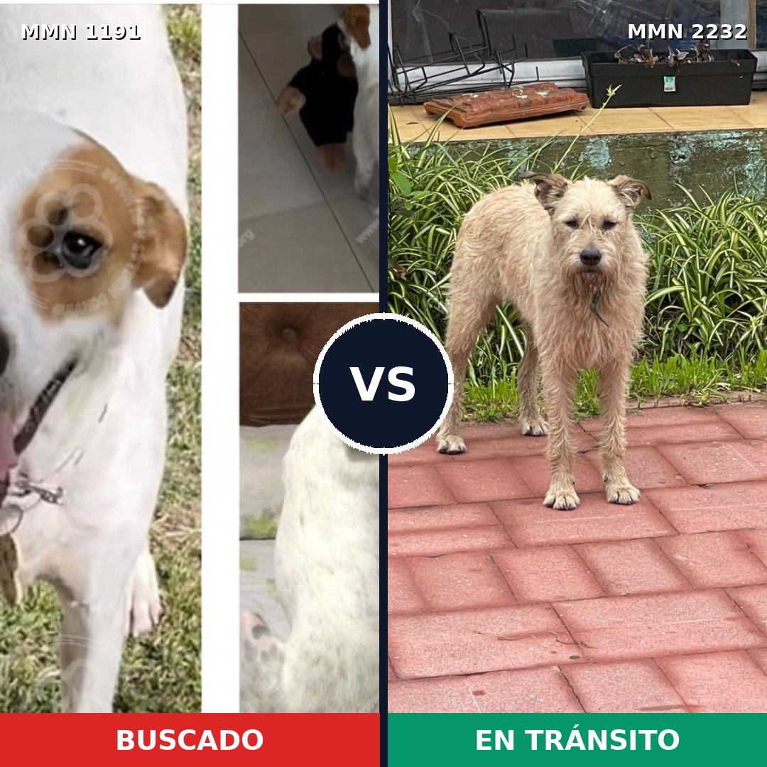 Comparativa MMS 67002: mascota perdida y mascota encontrada, 79% de similitud