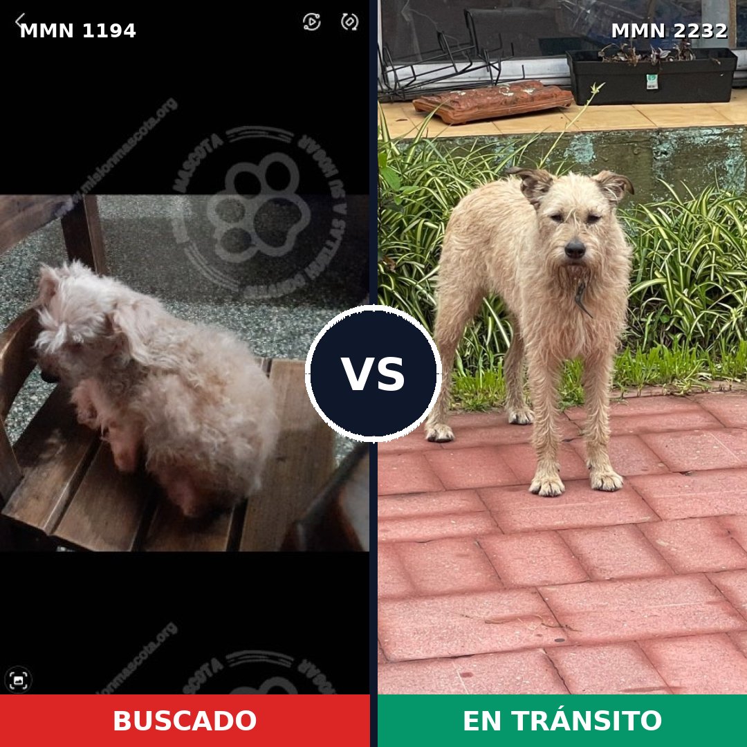 Comparativa MMS 67003: mascota perdida y mascota encontrada, 34% de similitud