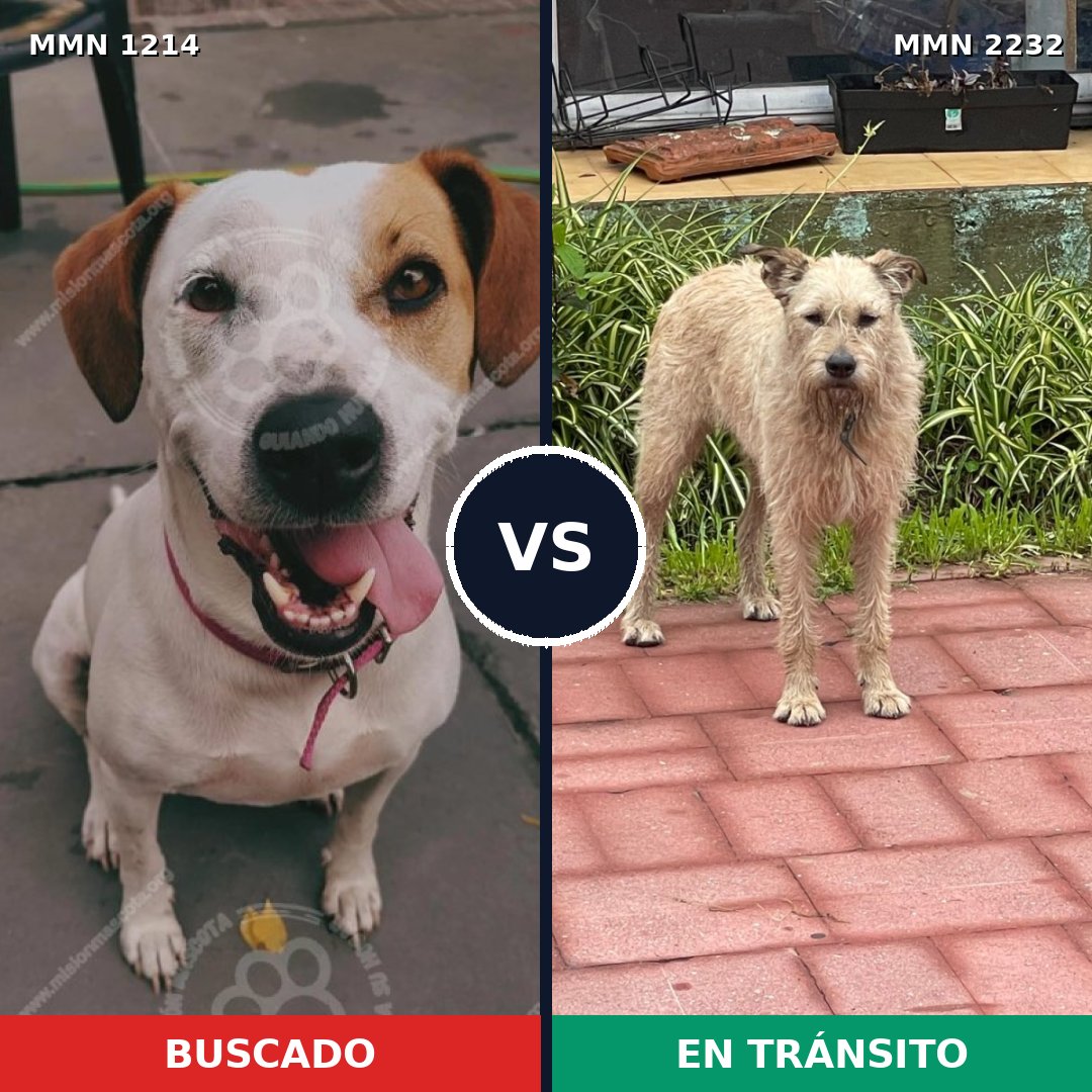 Comparativa MMS 67005: mascota perdida y mascota encontrada, 78% de similitud