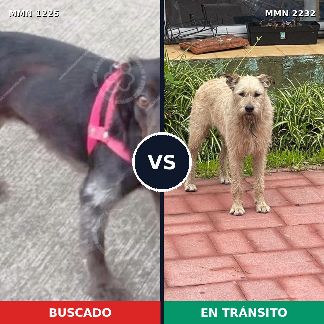Comparativa MMS 67007: mascota perdida y mascota encontrada, 56% de similitud