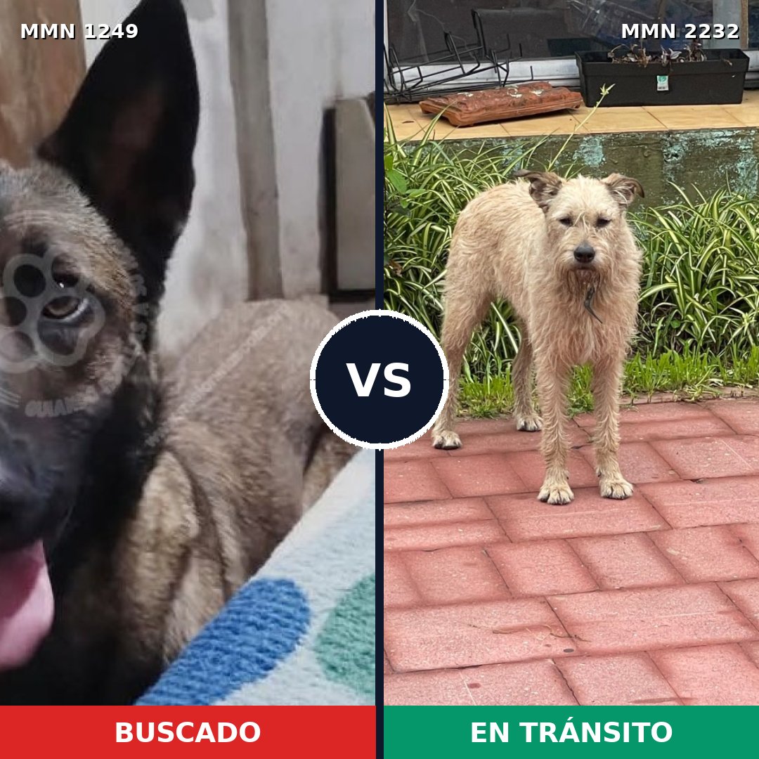 Comparativa MMS 67010: mascota perdida y mascota encontrada, 31% de similitud