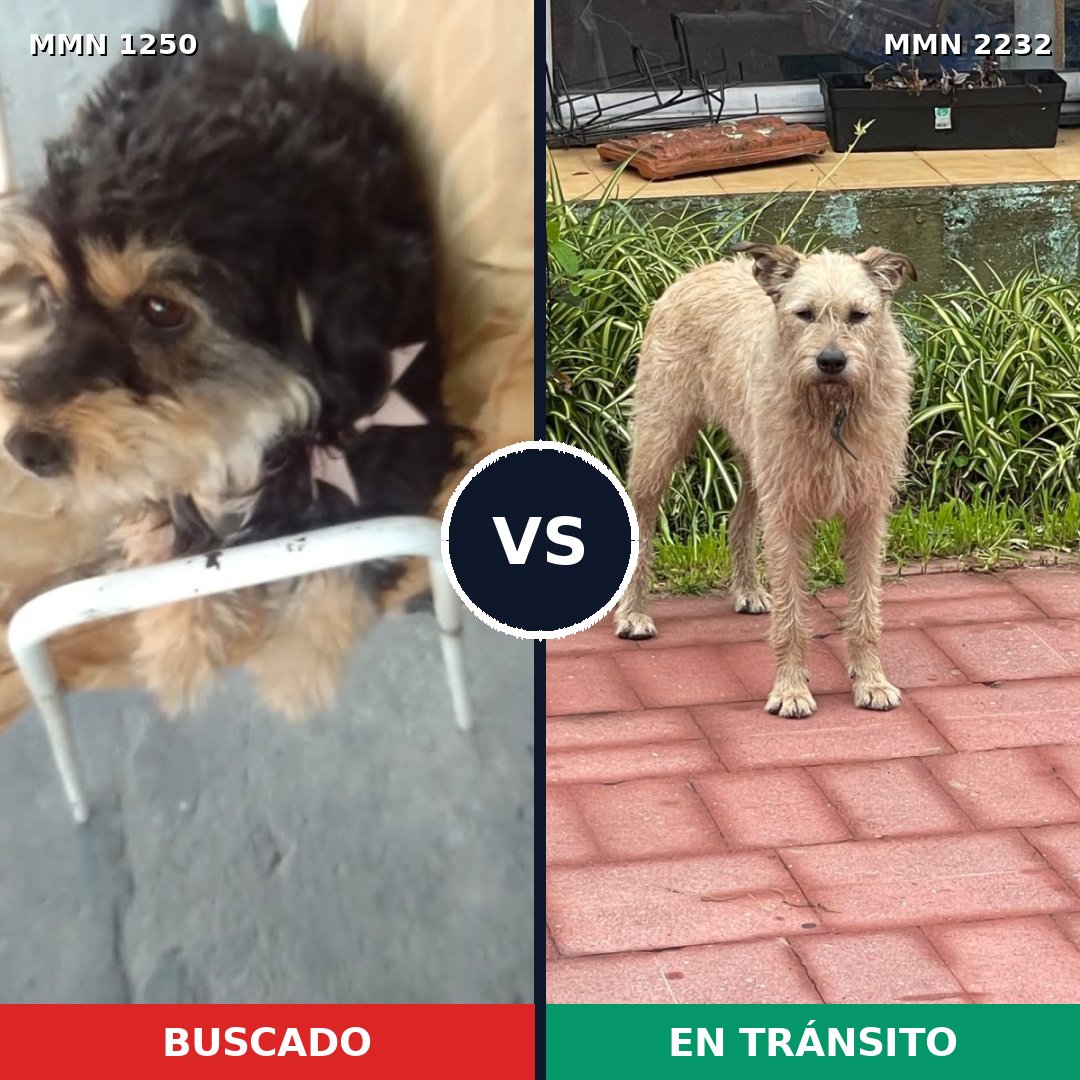 Comparativa MMS 67011: mascota perdida y mascota encontrada, 57% de similitud
