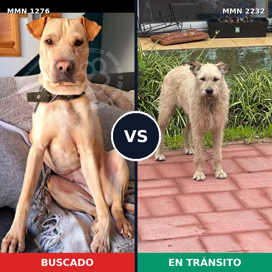 Comparativa MMS 67013: mascota perdida y mascota encontrada, 81% de similitud