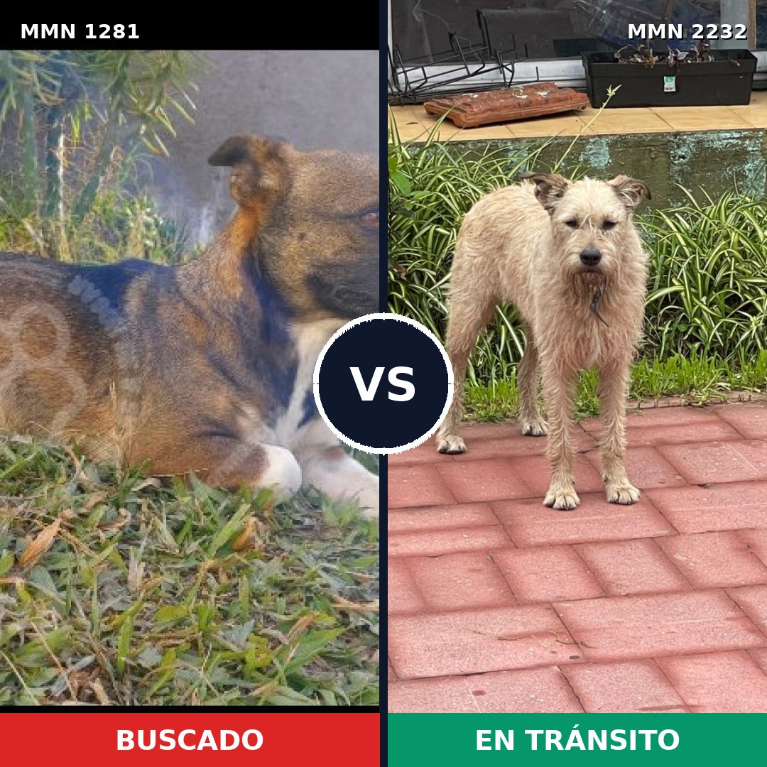 Comparativa MMS 67014: mascota perdida y mascota encontrada, 50% de similitud