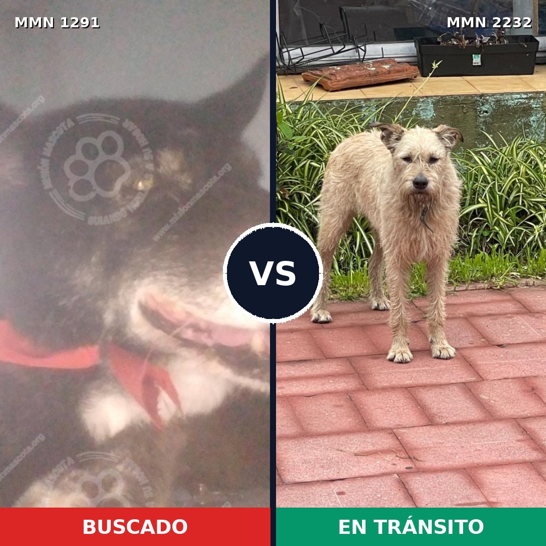 Comparativa MMS 67015: mascota perdida y mascota encontrada, 56% de similitud
