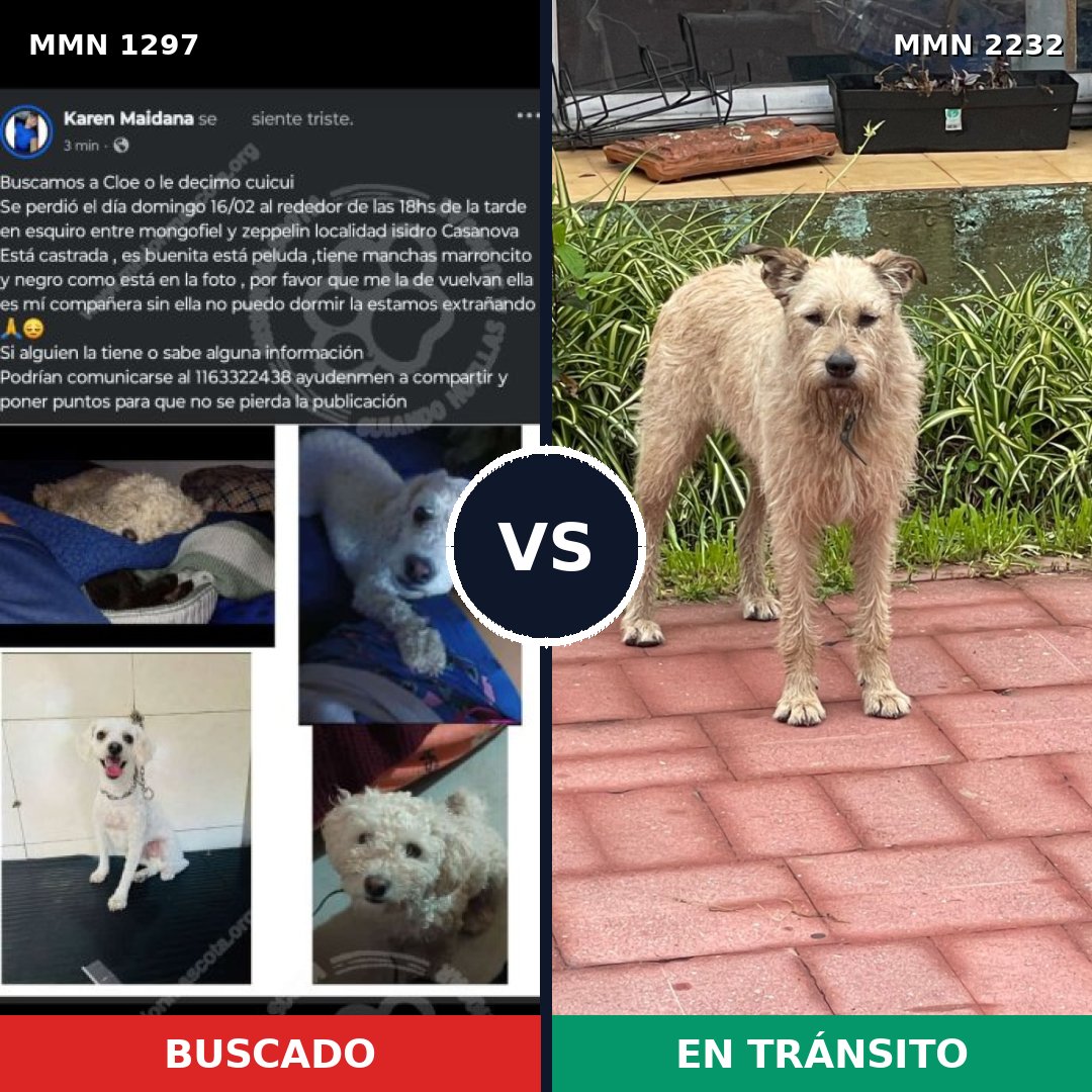 Comparativa MMS 67017: mascota perdida y mascota encontrada, 43% de similitud