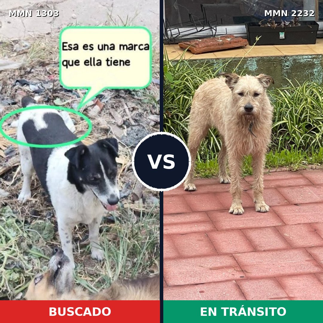 Comparativa MMS 67019: mascota perdida y mascota encontrada, 53% de similitud