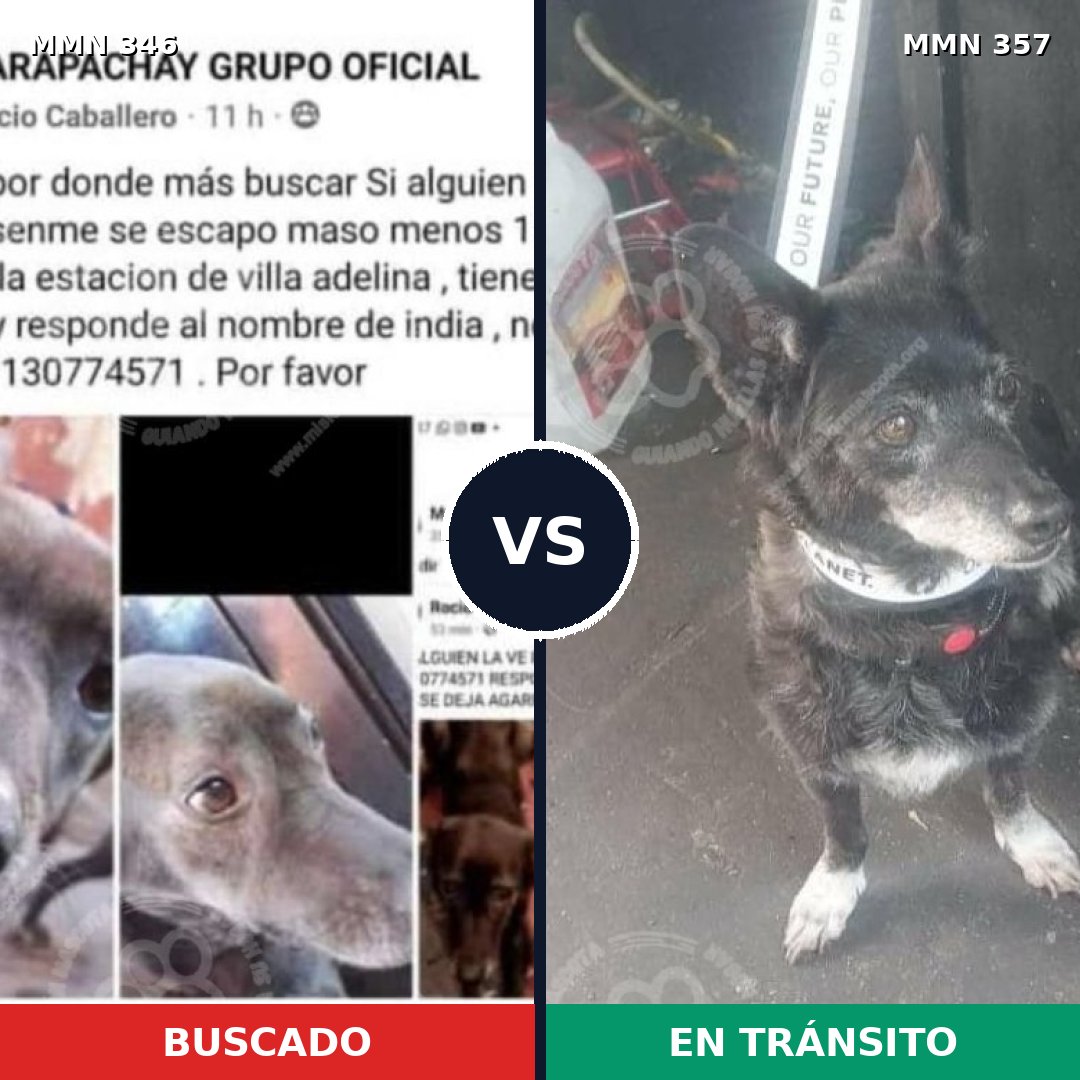 Comparativa MMS 6702: mascota perdida y mascota encontrada, 13% de similitud