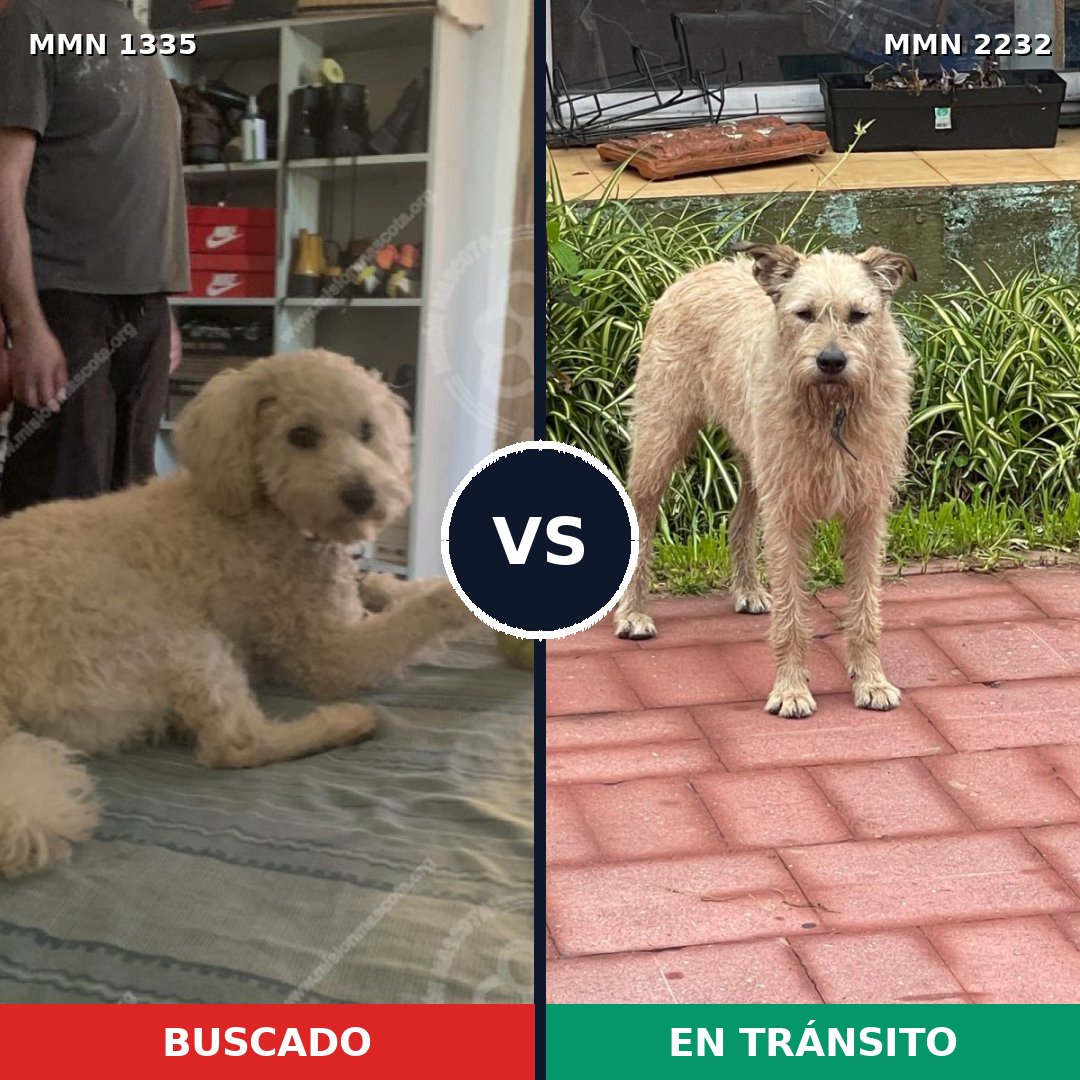 Comparativa MMS 67021: mascota perdida y mascota encontrada, 39% de similitud