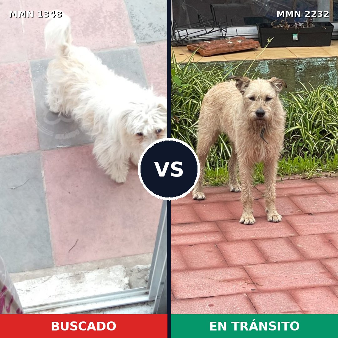 Comparativa MMS 67022: mascota perdida y mascota encontrada, 56% de similitud