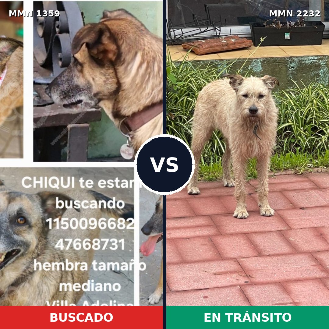Comparativa MMS 67025: mascota perdida y mascota encontrada, 62% de similitud