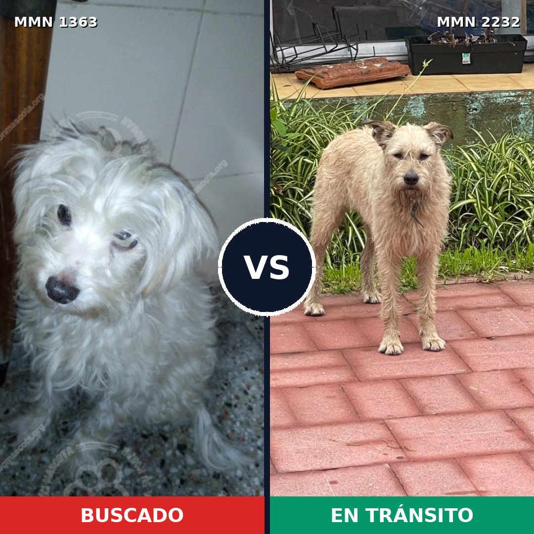 Comparativa MMS 67026: mascota perdida y mascota encontrada, 42% de similitud