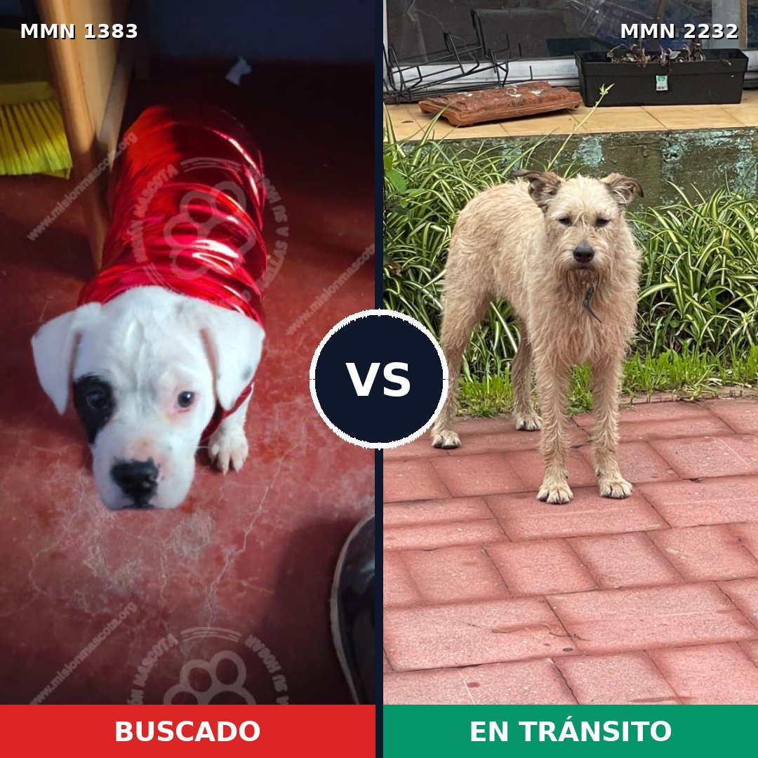 Comparativa MMS 67028: mascota perdida y mascota encontrada, 56% de similitud