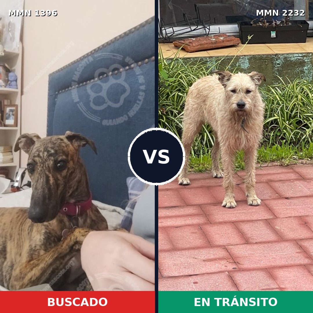 Comparativa MMS 67029: mascota perdida y mascota encontrada, 33% de similitud