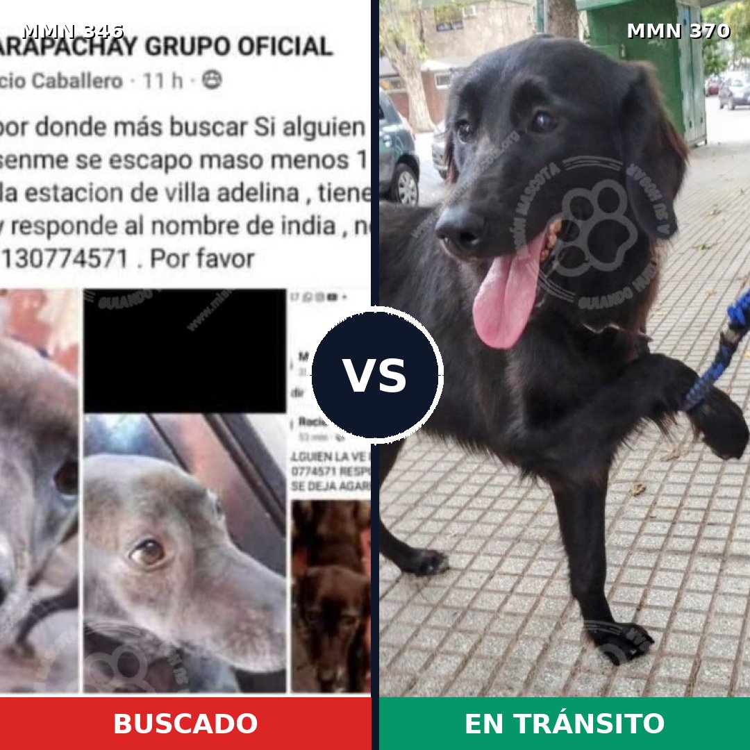 Comparativa MMS 6703: mascota perdida y mascota encontrada, 15% de similitud