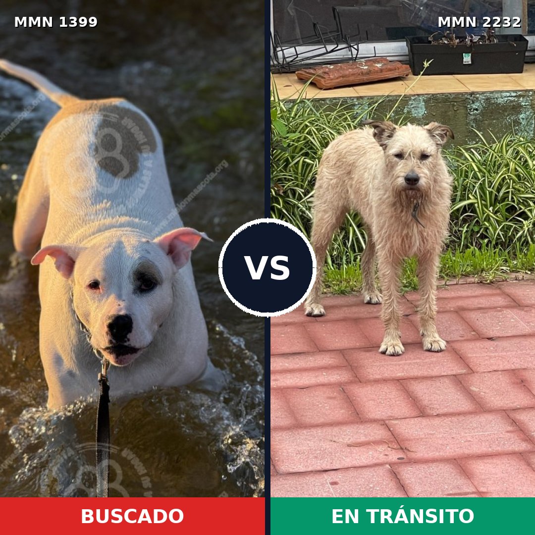 Comparativa MMS 67031: mascota perdida y mascota encontrada, 36% de similitud