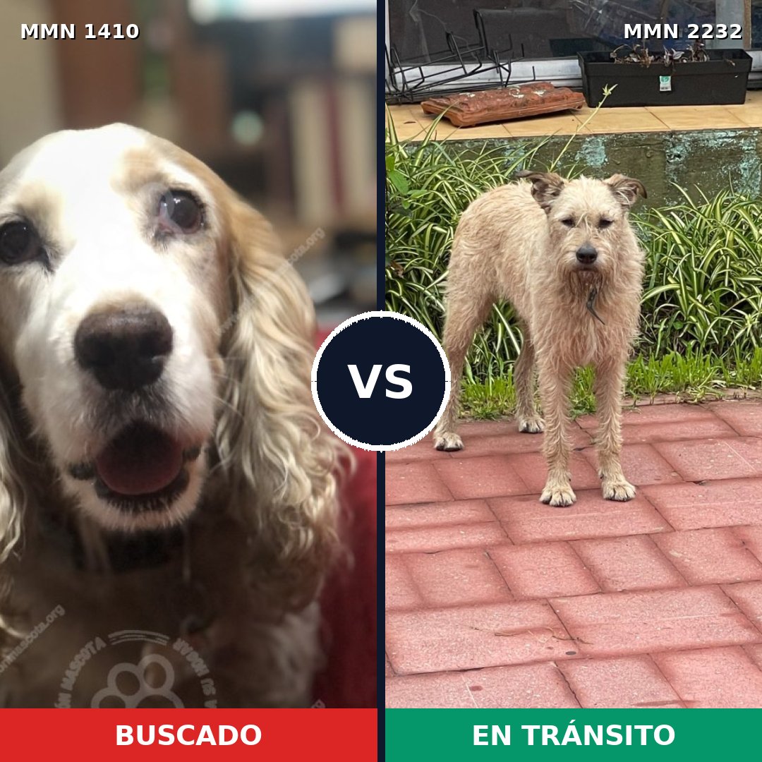 Comparativa MMS 67032: mascota perdida y mascota encontrada, 48% de similitud
