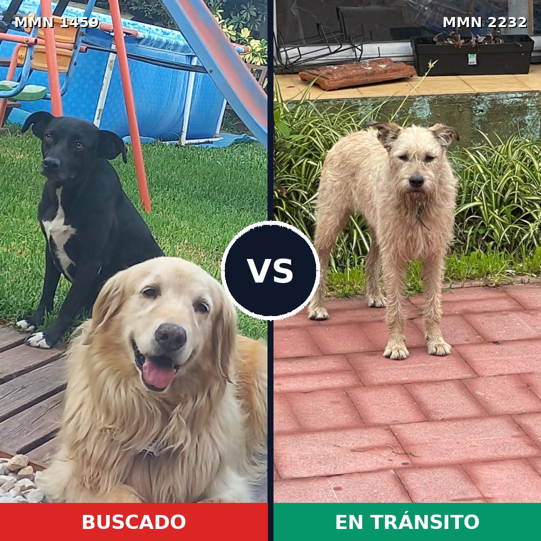 Comparativa MMS 67034: mascota perdida y mascota encontrada, 45% de similitud