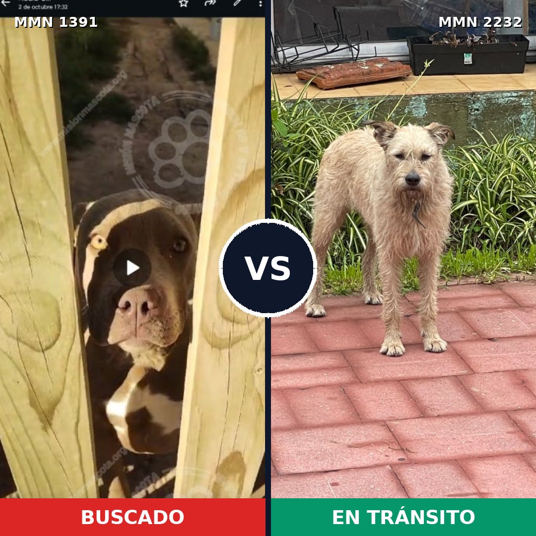 Comparativa MMS 67035: mascota perdida y mascota encontrada, 33% de similitud