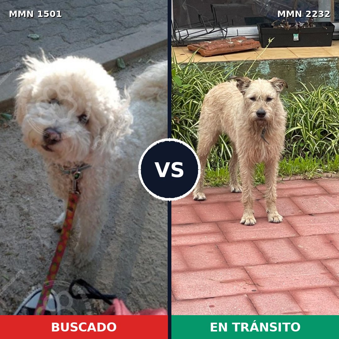 Comparativa MMS 67038: mascota perdida y mascota encontrada, 45% de similitud