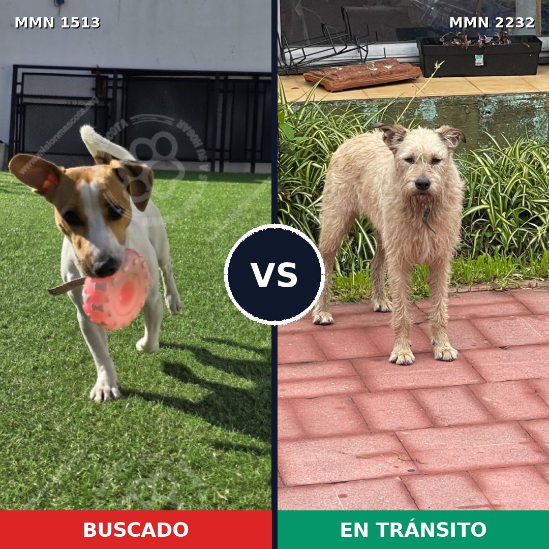 Comparativa MMS 67039: mascota perdida y mascota encontrada, 35% de similitud