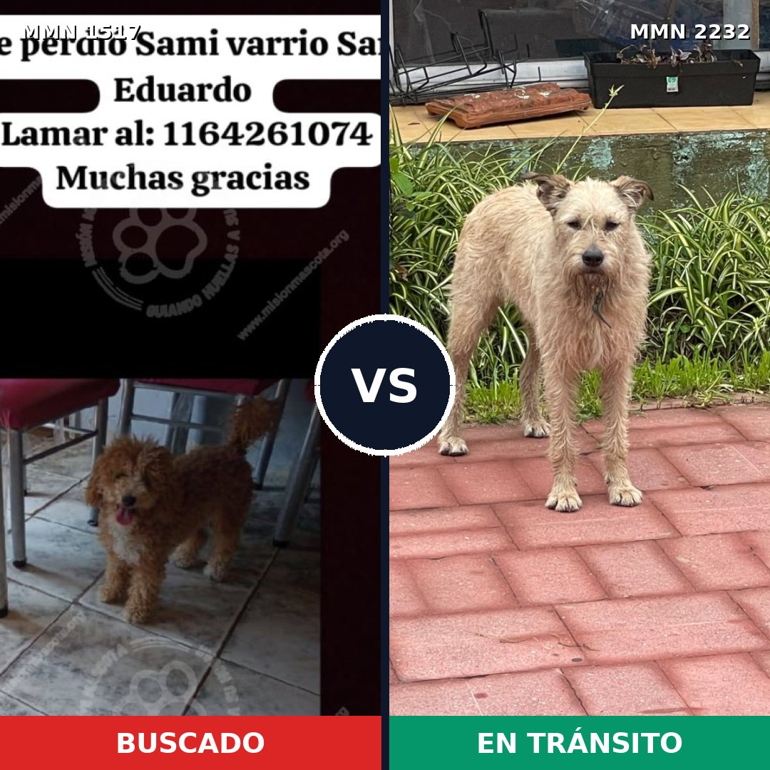 Comparativa MMS 67041: mascota perdida y mascota encontrada, 26% de similitud