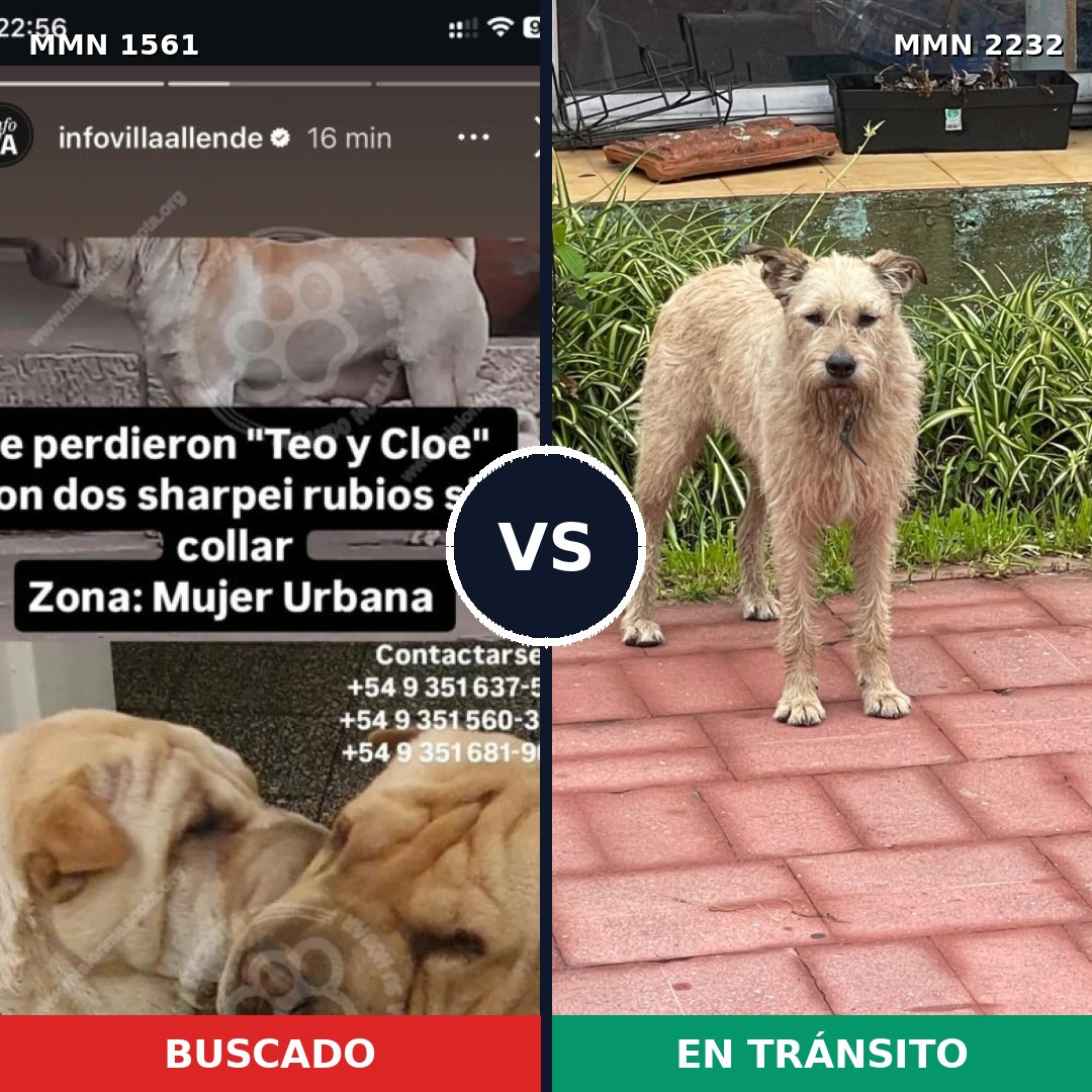 Comparativa MMS 67044: mascota perdida y mascota encontrada, 33% de similitud
