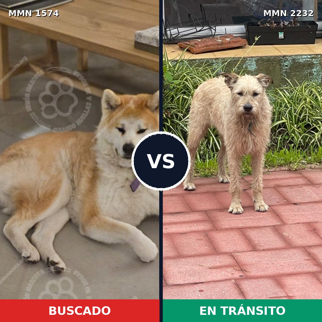 Comparativa MMS 67046: mascota perdida y mascota encontrada, 34% de similitud