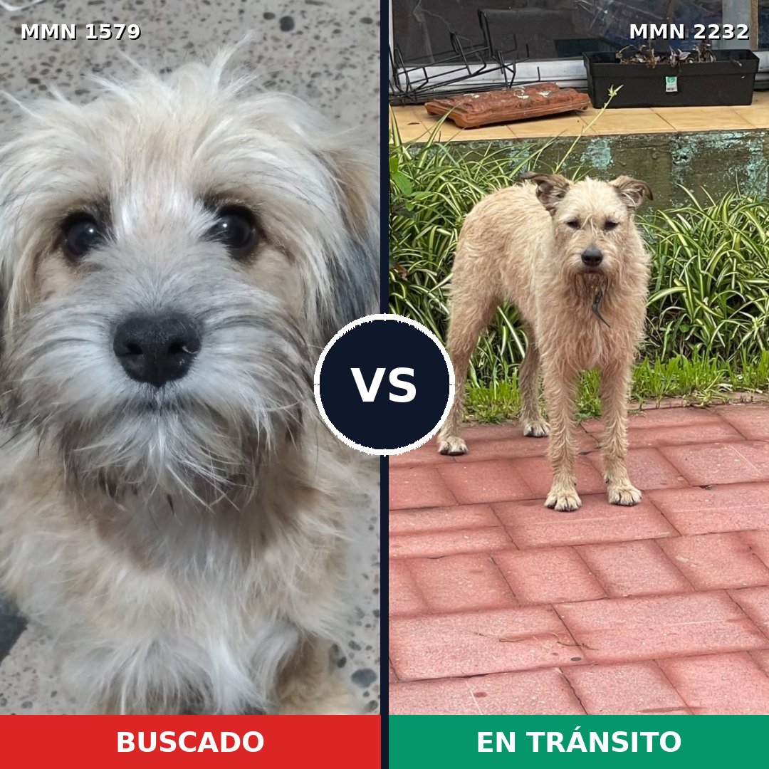 Comparativa MMS 67047: mascota perdida y mascota encontrada, 55% de similitud