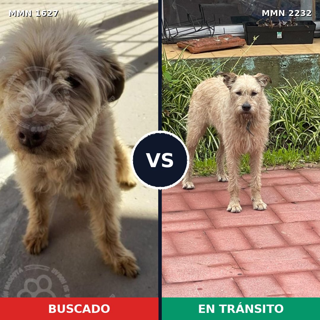 Comparativa MMS 67049: mascota perdida y mascota encontrada, 56% de similitud