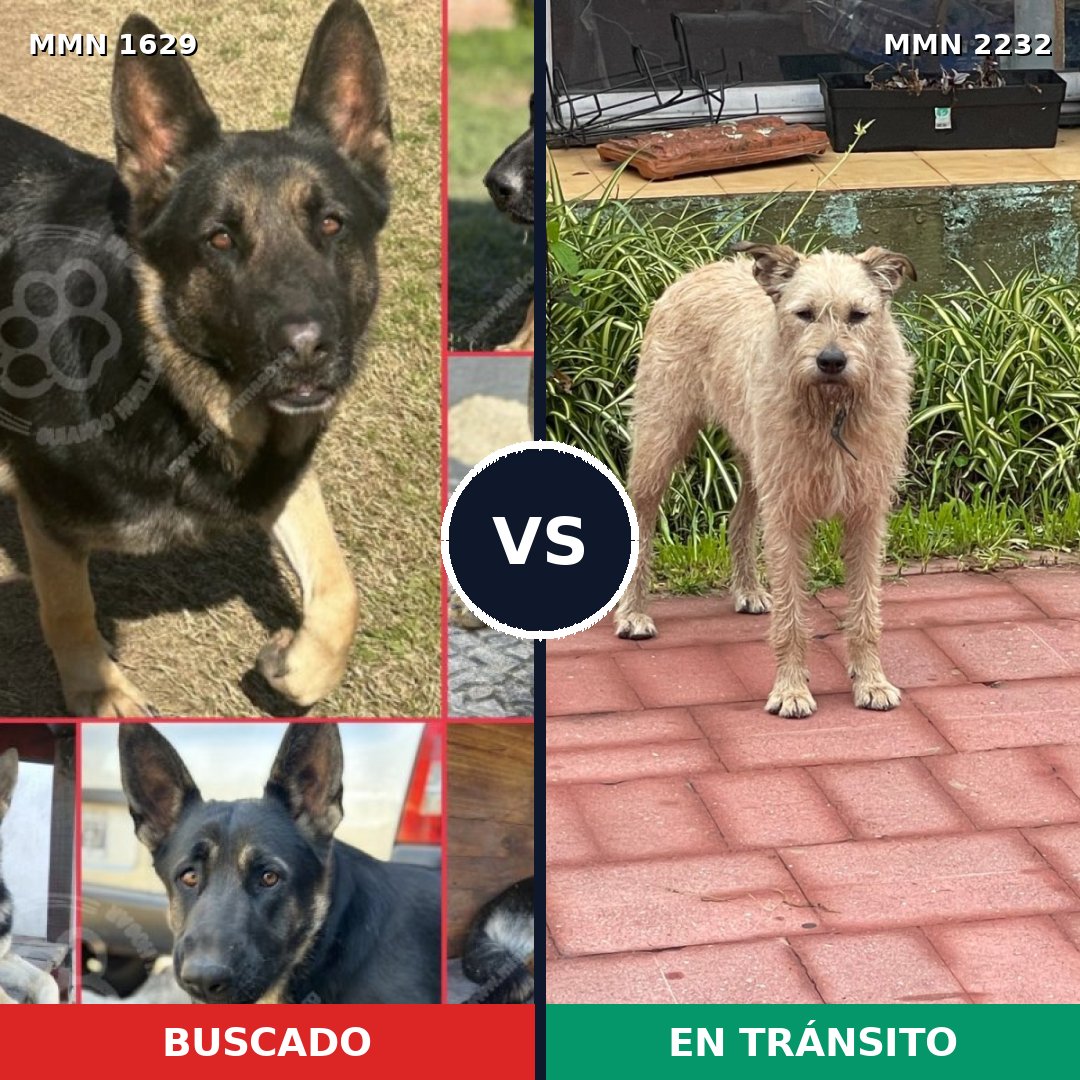Comparativa MMS 67050: mascota perdida y mascota encontrada, 37% de similitud