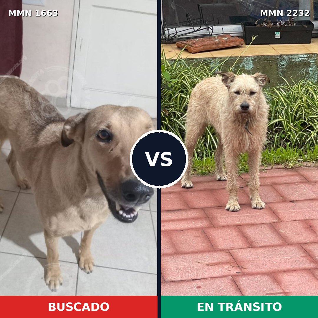 Comparativa MMS 67051: mascota perdida y mascota encontrada, 52% de similitud
